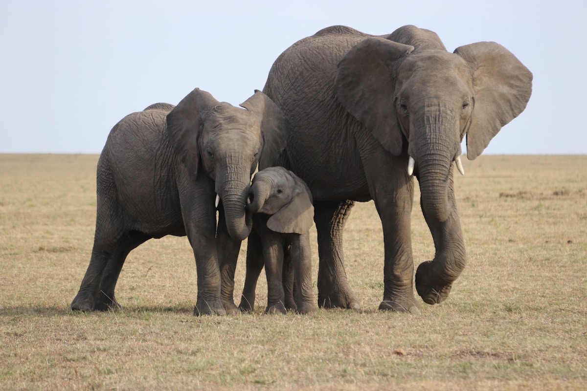 Things to do in Kenya