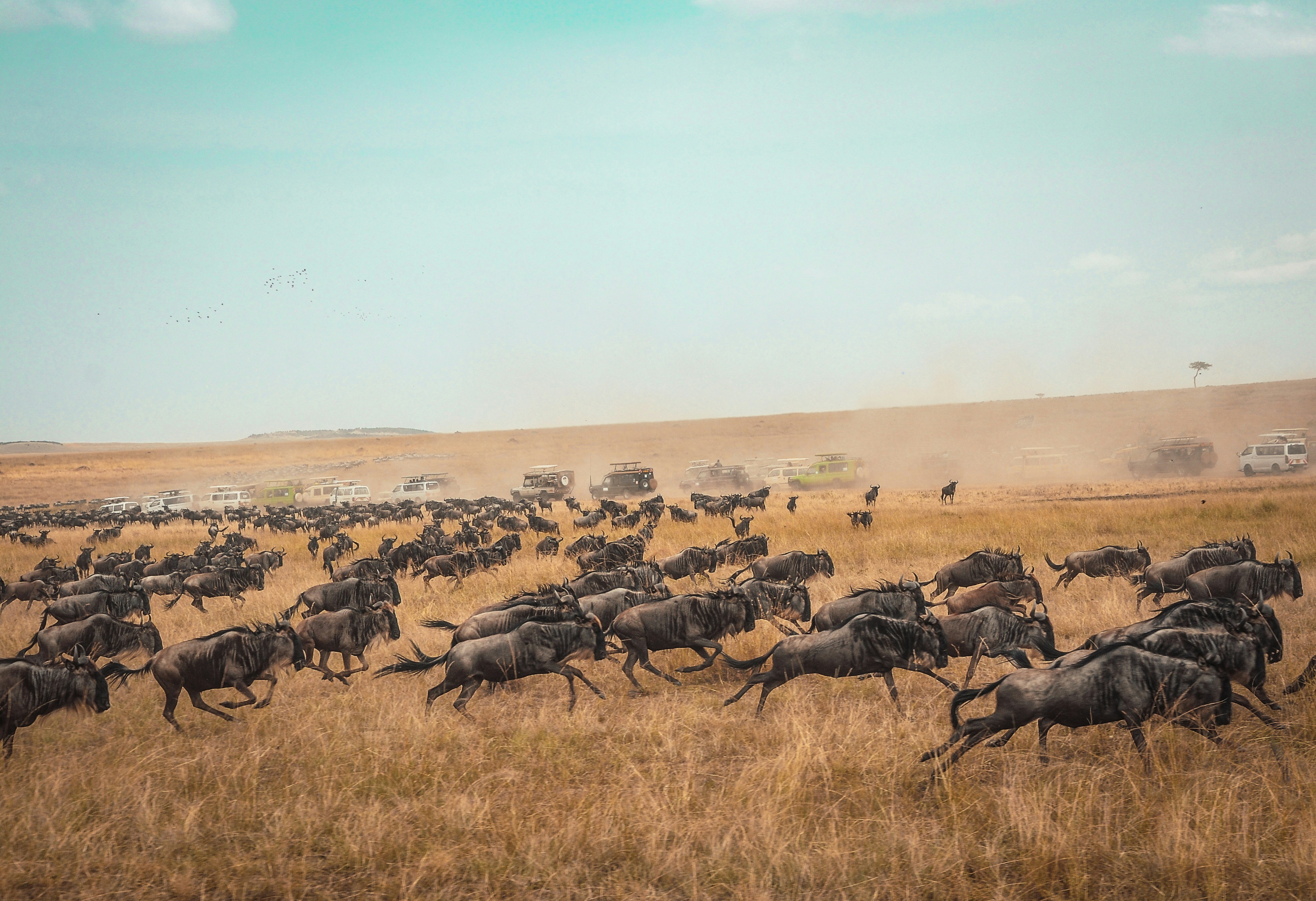 Wildebeest Great Migration with safari vehicles on the savannah, Masai Mara, Kenya