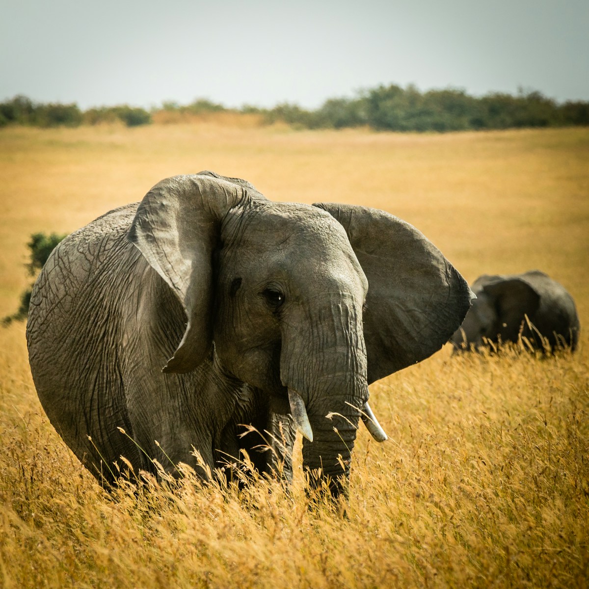 Wildlife and safari in Kenya