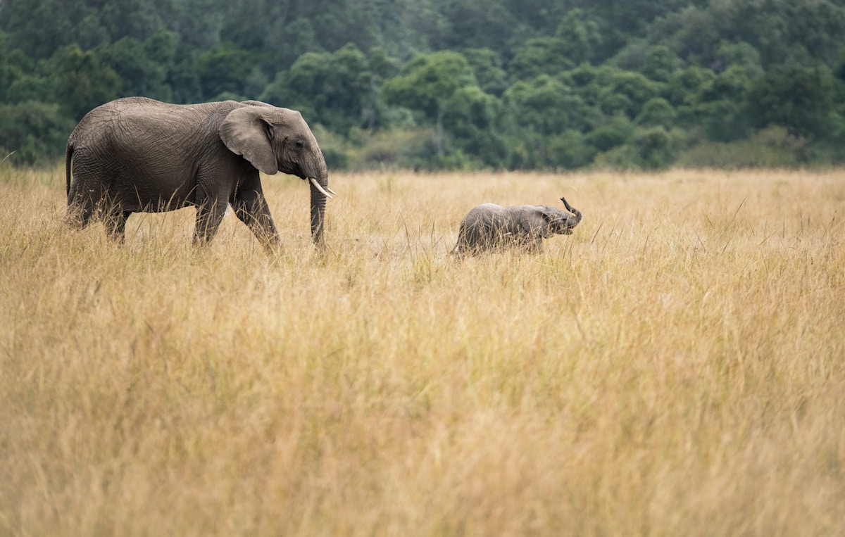 Elephants on the semi-arid Tsavo plains along the Nairobi-Mombasa highway in Kenya